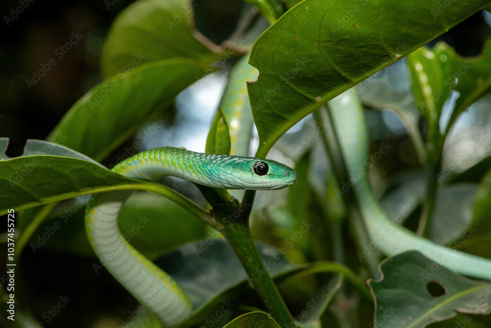 Close-up of a beautiful Western Natal Green Snake (Philothamnus occidentalis) in a tree Close-up of a beautiful Western Natal Green Snake (Philothamnus occidentalis) in a tree
