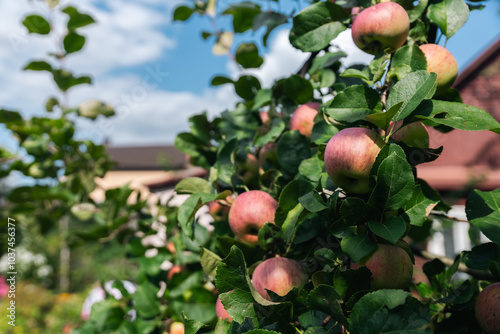 Close-up of a cluster of apples hanging from a tree branch. The apples are a mix of red and green, indicating they're ripening well. The surrounding leaves are vibrant. photo