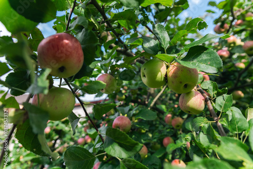 Close-up of a cluster of apples hanging from a tree branch. The apples are a mix of red and green, indicating they're ripening well. The surrounding leaves are vibrant. photo