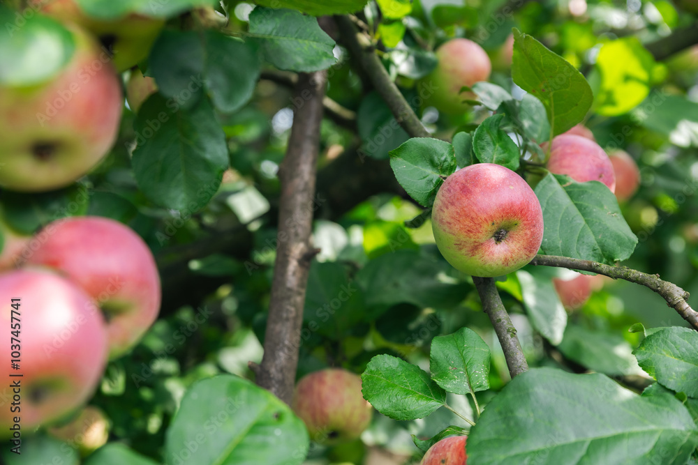 Close-up of a cluster of apples hanging from a tree branch. The apples are a mix of red and green, indicating they're ripening well. The surrounding leaves are vibrant. Close-up of a cluster of apples hanging from a tree branch. The apples are a mix of red and green, indicating they're ripening well. The surrounding leaves are vibrant.