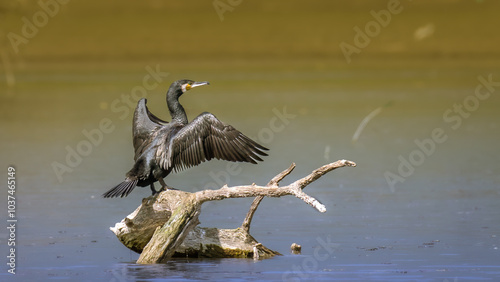 Great black cormorant drying its wings photo