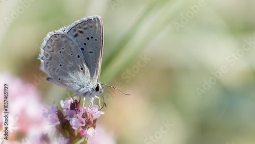 Meleager's blue butterfly - Polyommatus daphnis