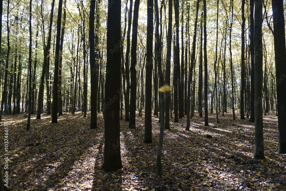 Obraz premium The play of light in the foliage of trees on a fine day in an autumn park. Rays of sun and shadows on the grass. A carpet of fallen leaves underfoot.