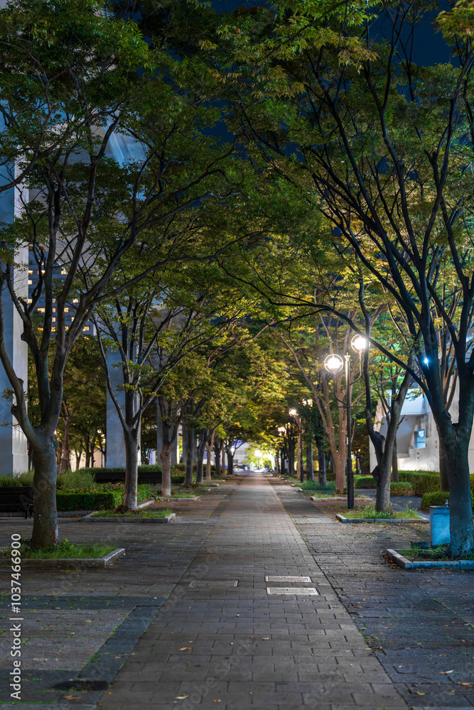 街灯が明るい木々に囲まれた夜の公園 街灯が明るい木々に囲まれた夜の公園