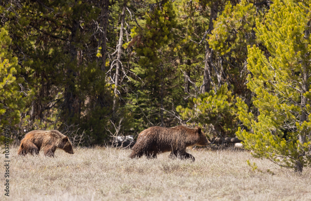 Φωτογραφία Grizzly Bear Sow and Cub in Grand Teton National Park Wyoming in Springtime