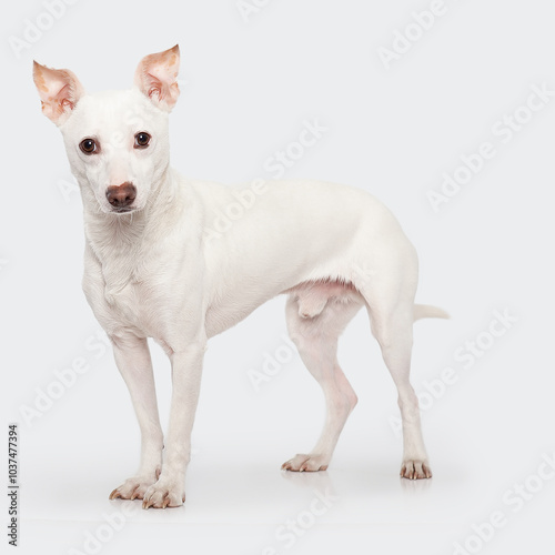 Chihuahua mix standing on high key isolated backgtound