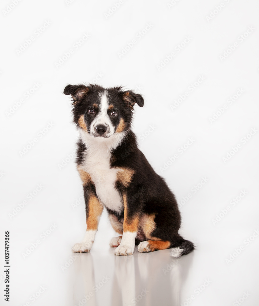 Border Collie Puppy in Studio on isolated background Border Collie Puppy in Studio on isolated background