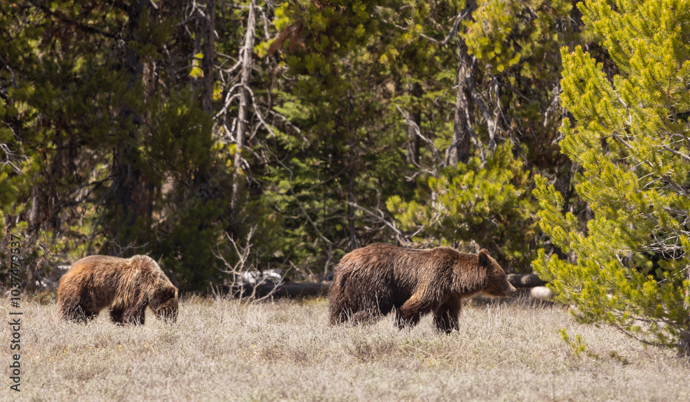 Grizzly Bear Sow and Cub in Grand Teton National Park Wyoming in Springtime Grizzly Bear Sow and Cub in Grand Teton National Park Wyoming in Springtime