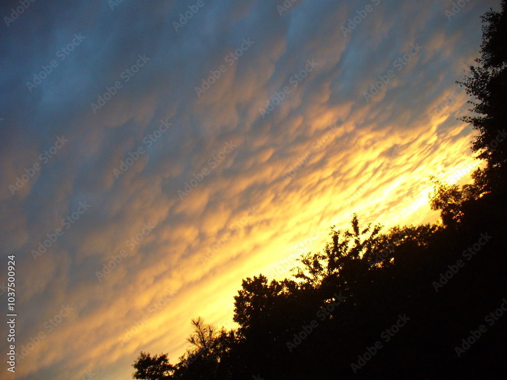 Obraz premium Colorful sky and clouds lit in yellow and orange during sunset over dark trees - natural composition. Topics: beauty of nature, evening, dusk, weather, meteorology, atmosphere, air space, season