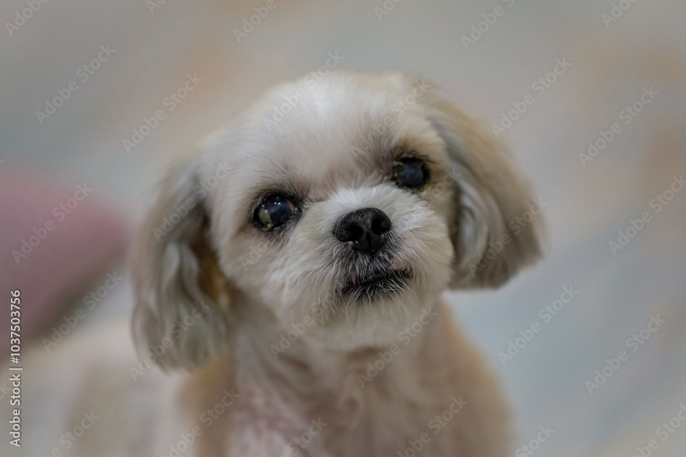Photos Close-up of a white shih tzu.