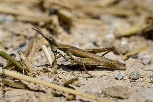 Bilde på lerret Gemeine Kegelkopfschrecke - Männchen // Gaudy grasshopper (Pyrgomorpha conica) -