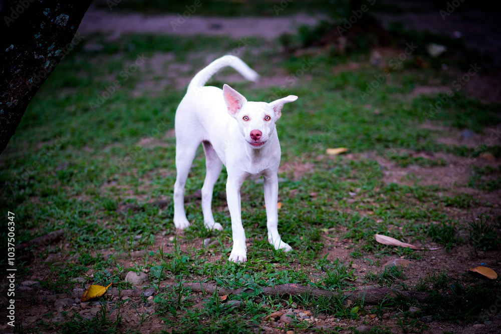White dog standing in the garden. White dog standing in the garden.