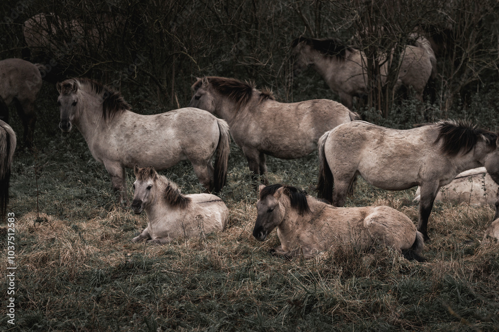Konik horse breed living in herd pony Netherlands Konik horse breed living in herd pony Netherlands