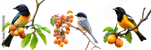  Set of irds of Bangladesh birds from satchori National park And the bird is eating the ripe fruit of a tree isolated on a transparent background photo