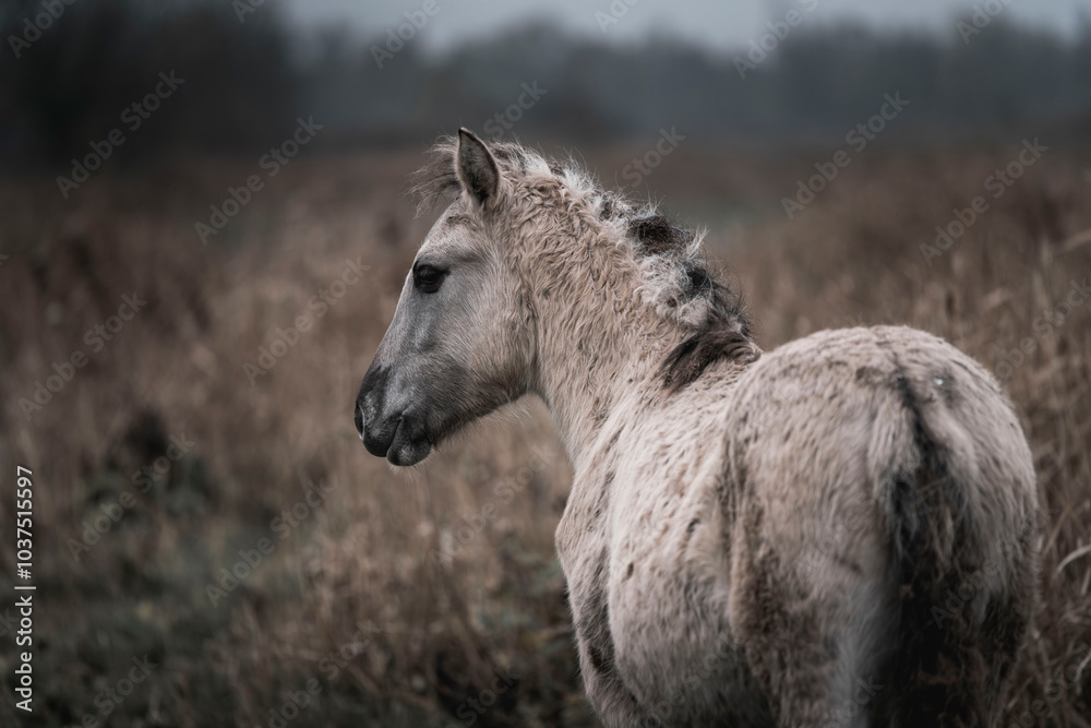 Fototapeta premium Konik horse breed living in herd pony Netherlands