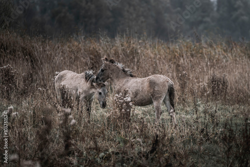 Konik horse breed living in herd pony Netherlands