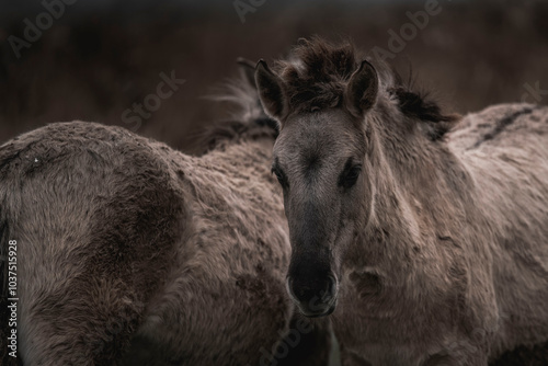 Konik horse breed living in herd pony Netherlands