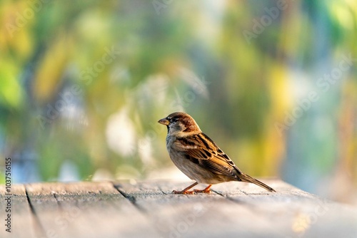 house sparrow in autumn colors or spring 