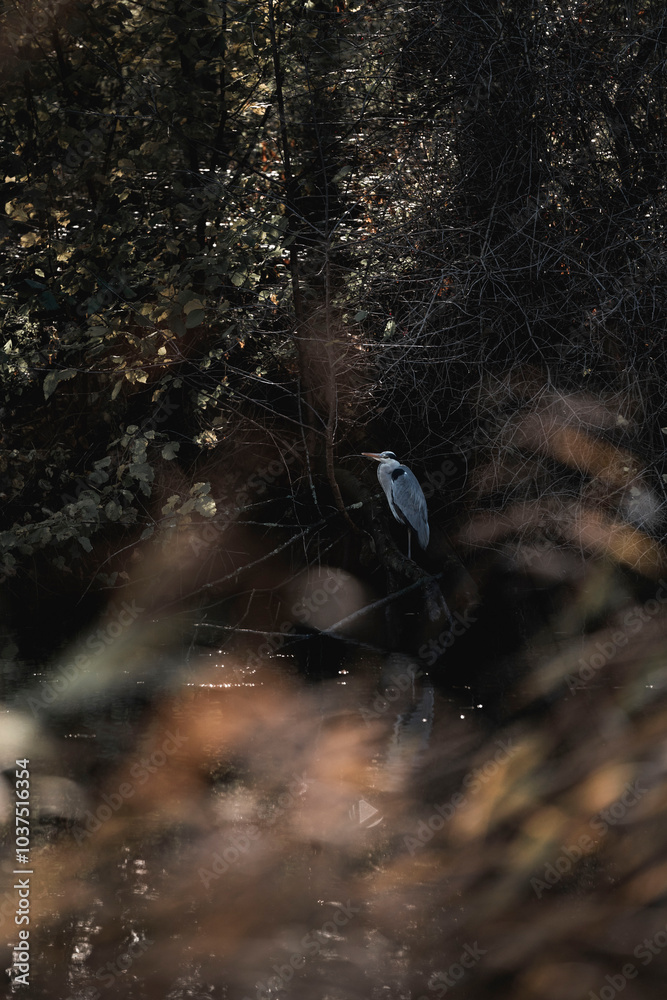 heron sitting in nature relax bird animal fine art heron sitting in nature relax bird animal fine art