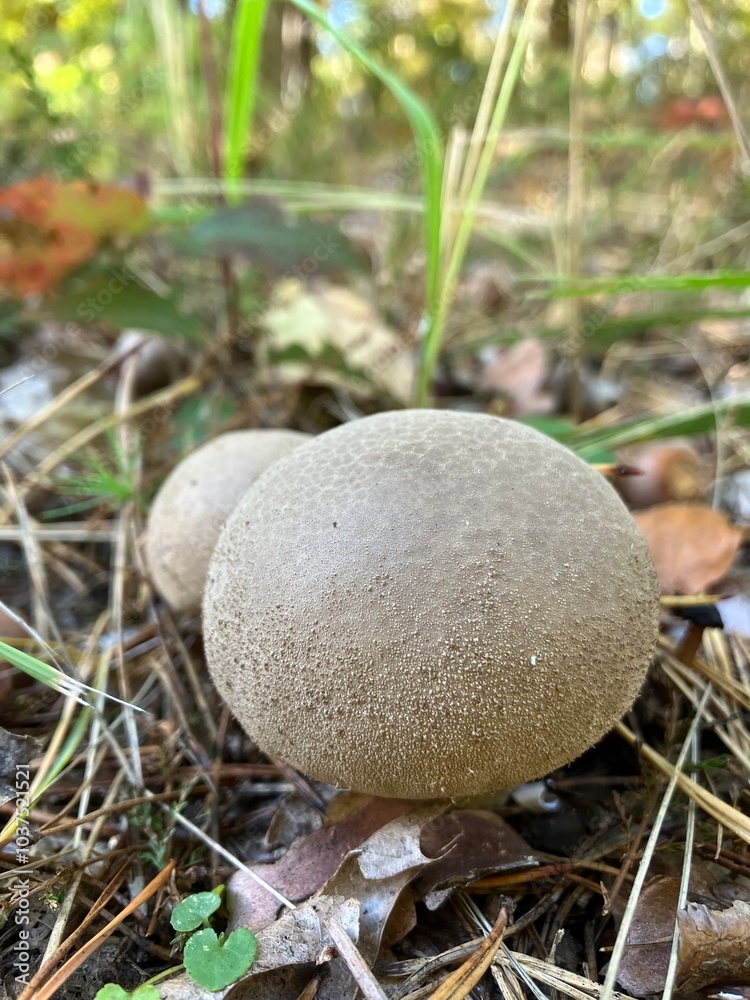 mushroom in the grass mushroom in the grass