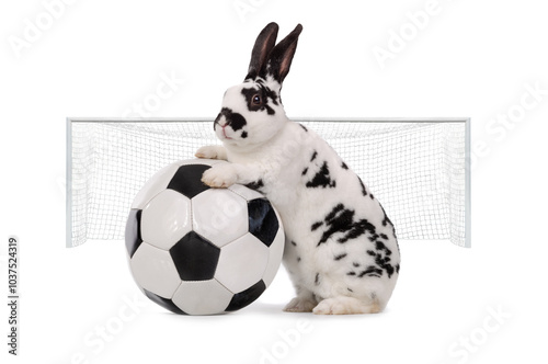  rabbit stands near a soccer ball isolated on a white background. photo