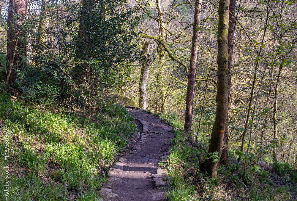 Obraz premium Woodland walk with beautiful trees 