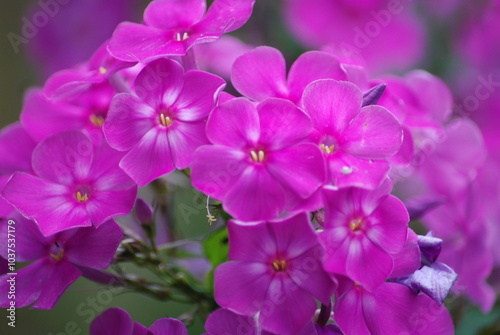 Pink phlox in the garden. Small pink flowers have grown and blossomed on a long green stem. They have five trapezoid petals. The petals are slightly white closer to the center and yellow pistils.