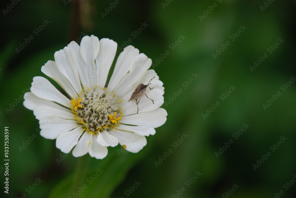 White zinnia. The flower belongs to the genus of annual and perennial herbs and subshrubs of the Asteraceae family. The plant has a medium-sized inflorescence with white petals and a white core. White zinnia. The flower belongs to the genus of annual and perennial herbs and subshrubs of the Asteraceae family. The plant has a medium-sized inflorescence with white petals and a white core.