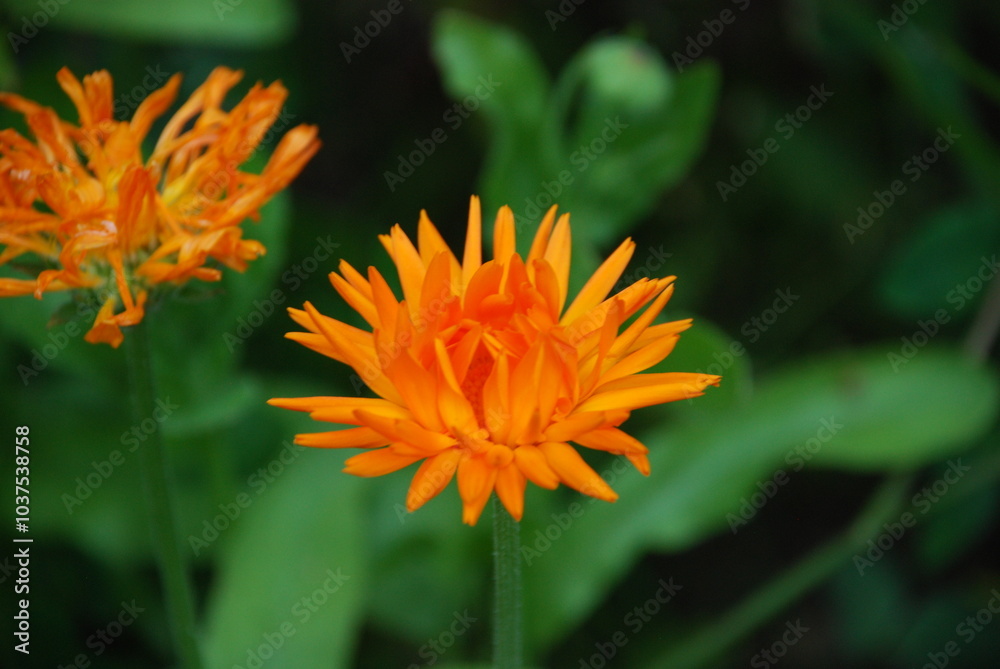 Calendula terry or marigold. Herbaceous medicinal plant of the Calendula species of Asteraceae family. Medium-sized flowers with thin long orange petals and an orange core. Green grass grows around. Calendula terry or marigold. Herbaceous medicinal plant of the Calendula species of Asteraceae family. Medium-sized flowers with thin long orange petals and an orange core. Green grass grows around.