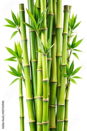 Lush green bamboo stems with vibrant leaves against a clean white background. Generative AI