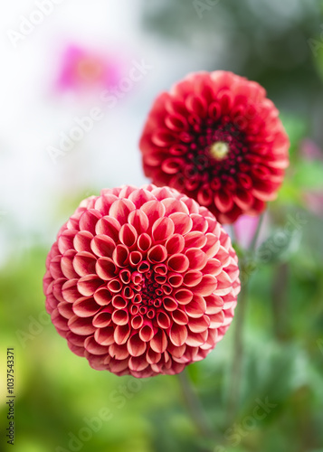 Beautiful dark orange, red ball dahlia 