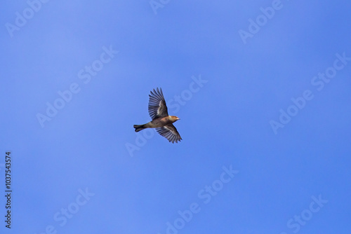 A finch flies across the blue sky. Eurasian chaffinch or common chaffinch (Fringilla coelebs), male.