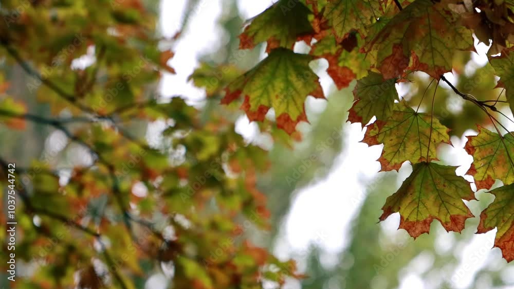 Yellowing leaves of autumn maples sway in the wind, sky background. Autumn, wind, nature, selective focus Yellowing leaves of autumn maples sway in the wind, sky background. Autumn, wind, nature, selective focus