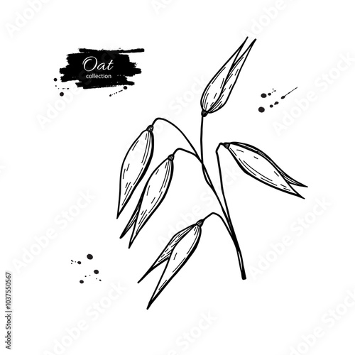 Oat ears vector drawing. Oat plant hand drawn sketch illustration. Branch with seeds, spike. 