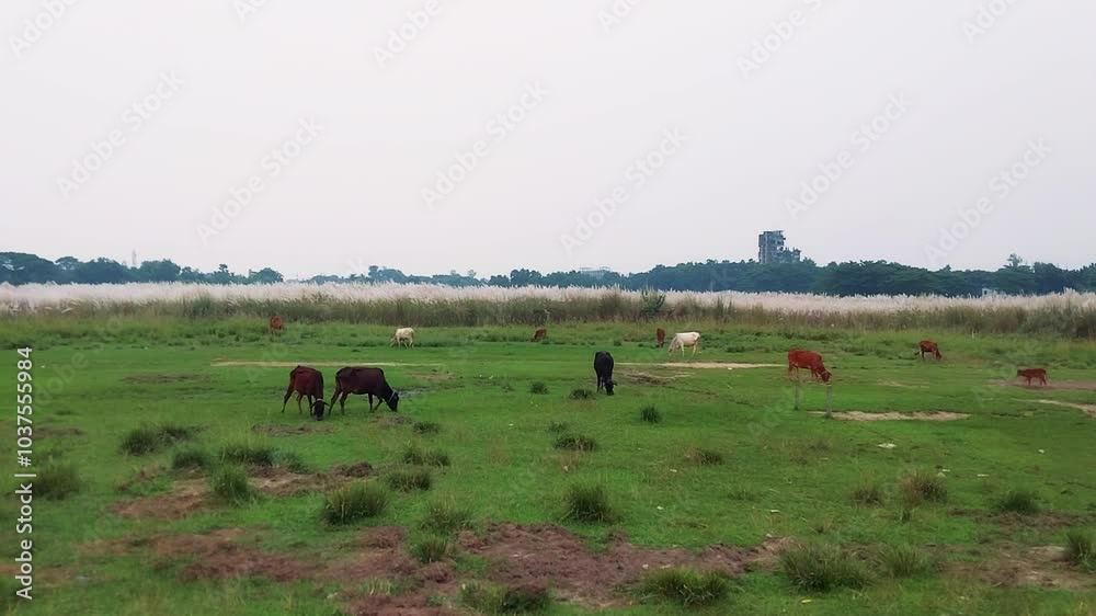 herd of cows herd of cows