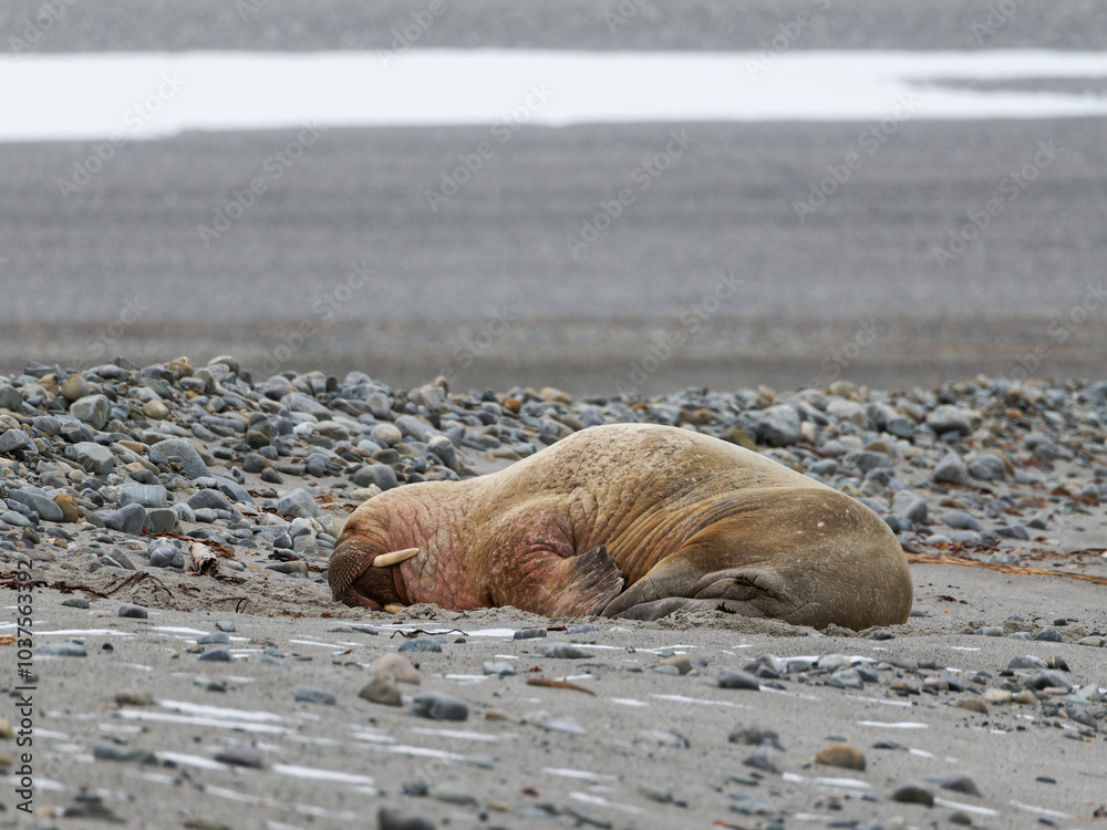 Naklejka premium Walrus, Phippsøya, Sjuøyane archipelago, Svalbard