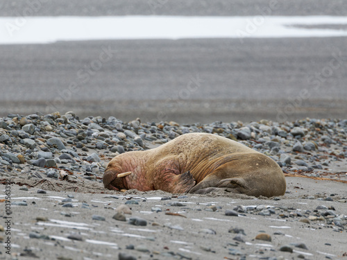 Walrus, Phippsøya, Sjuøyane archipelago, Svalbard