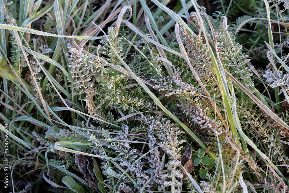 frost on a leaf