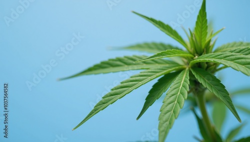 Vibrant green cannabis leaf against a soft blue backdrop suitable for botanicalwellness designs marketing