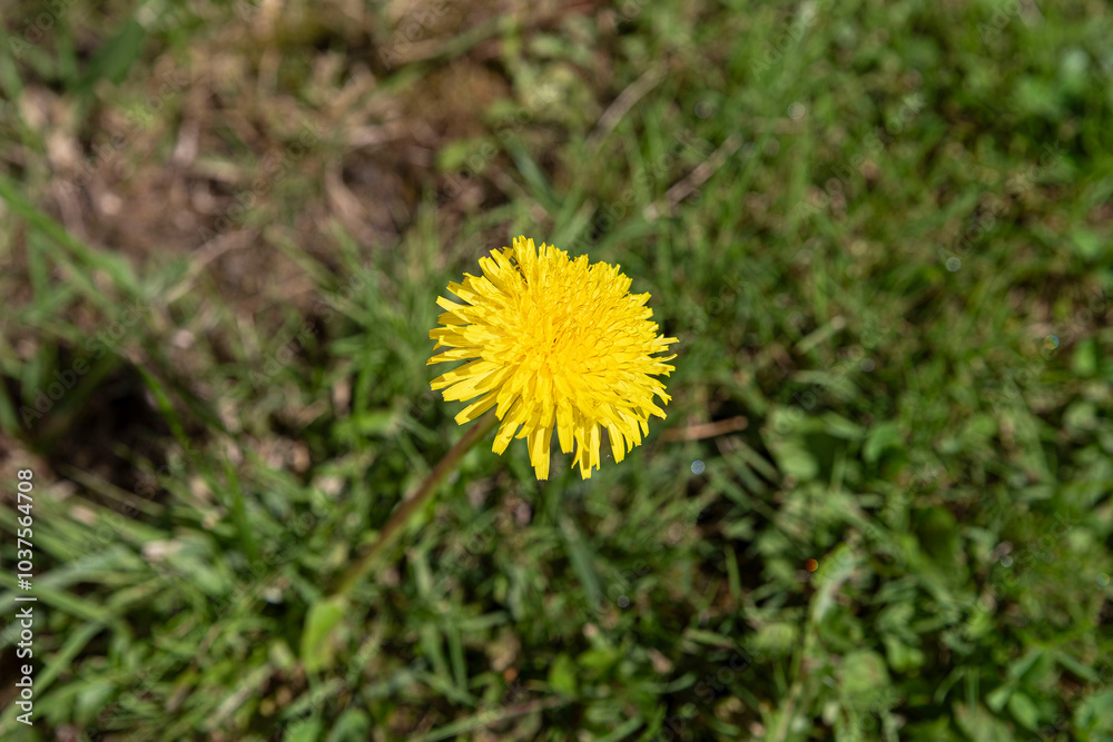 Large plant on a yellow dandelion flower in a lawn in a garden or meadow Large plant on a yellow dandelion flower in a lawn in a garden or meadow