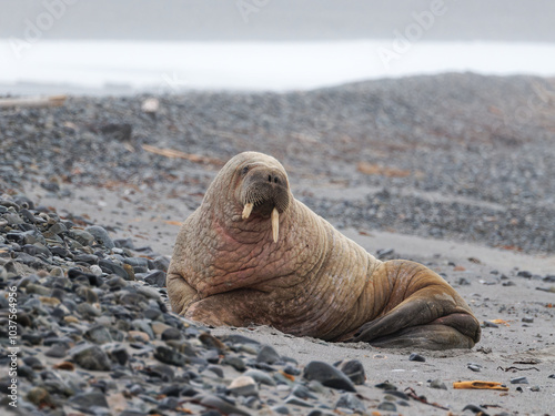 Walrus, Phippsøya, Sjuøyane archipelago, Svalbard