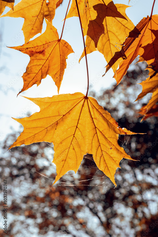 Maple leaf Maple leaf