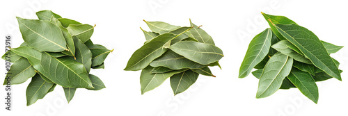 collection Set of fresh green bay leaves isolated on a transparent background cutout