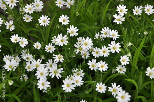 In the forest in the wild bloom Stellaria holostea photo