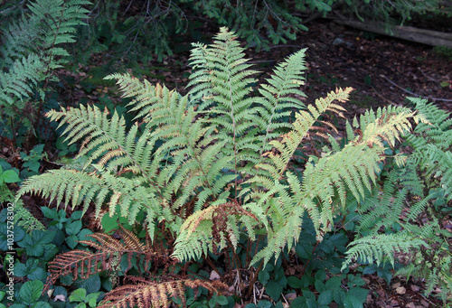 Athyrium filix-femina fern grows in nature photo