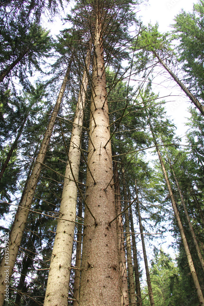 Fototapeta premium European spruce (Picea abies) grows in the mountainous Carpathians in Ukraine