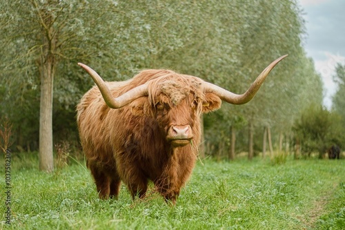 фотографія Highland coo