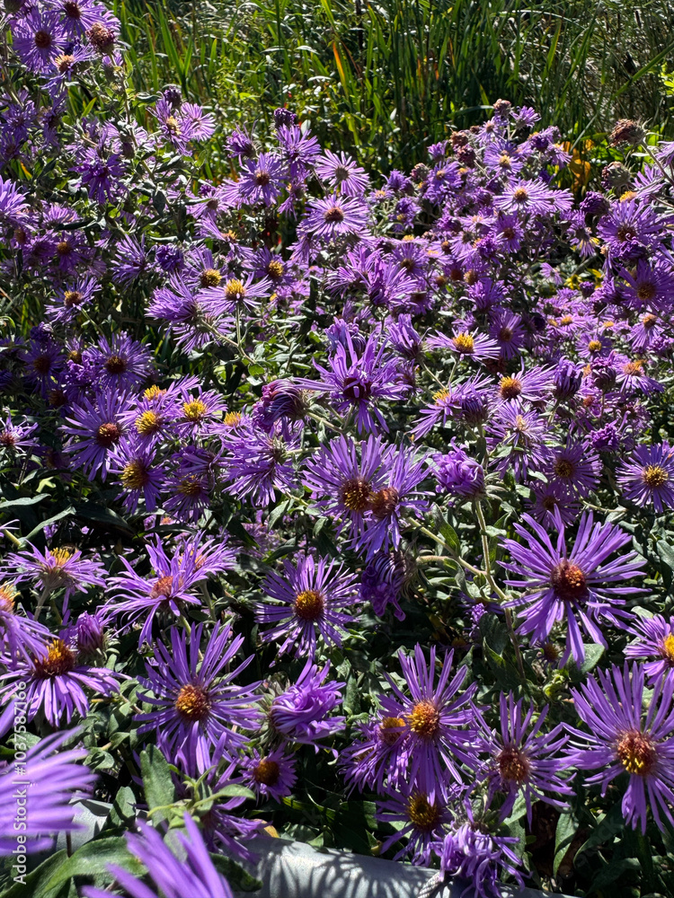 Obraz premium purple flower garden