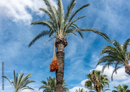 A Date Palm Tree with fruit hanging from its branches in Santa Eulària des Riu, in Ibiza, Spain photo