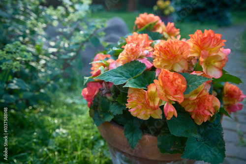 Begonia Elatior (Begonia x hiemalis) with red and pink flowers. The sunset variety. A flowering plant of the Begoniaceae family. Hybrid begonia with spectacular double flowers